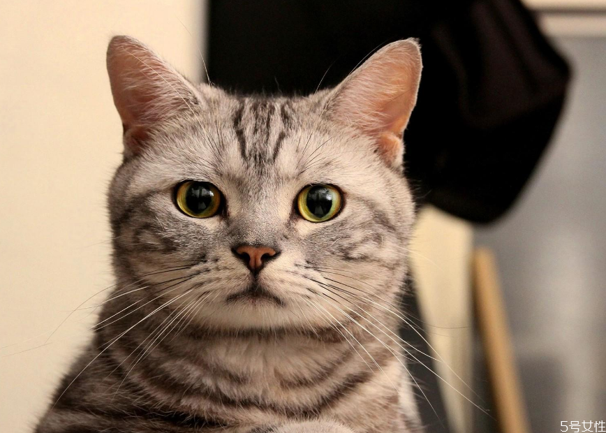 猫咪假孕什么症状 猫咪假孕和真孕区别