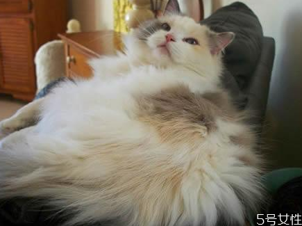 猫什么时候发春 猫一年发几次情