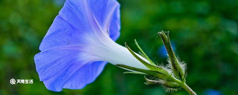 牵牛花五言诗句 写牵牛花的诗句 