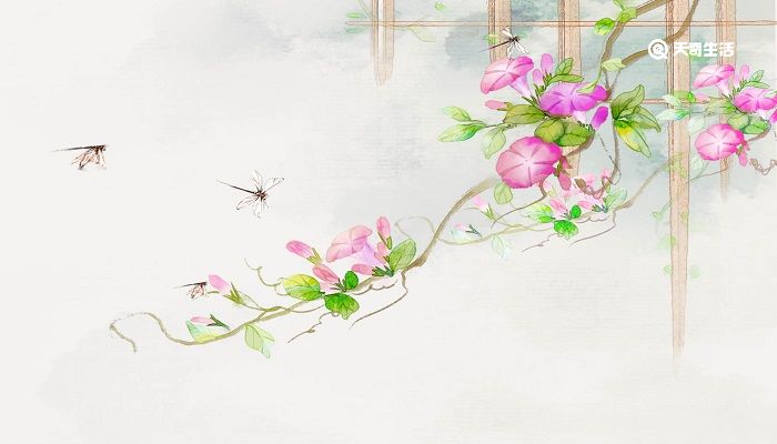 牵牛花五言诗句 写牵牛花的诗句 