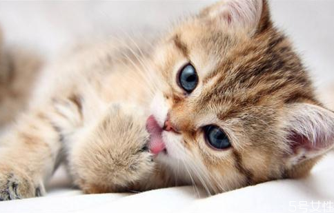 三个月的小猫能吃什么 三个月的小猫怎么养