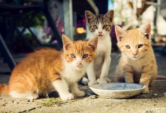 猫咪一直不停的吃不够 猫咪为什么不停吃东西