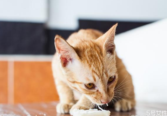猫咪一直不停的吃不够 猫咪为什么不停吃东西