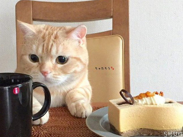三个月小猫一天吃多少猫粮 幼猫粮30g是多少粒
