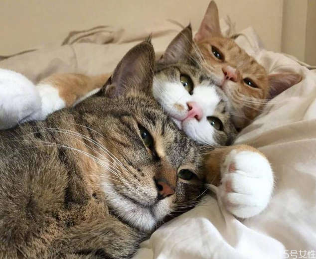 猫咪为什么养不胖 猫咪干吃不胖什么原因