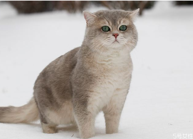 猫咪为什么养不胖 猫咪干吃不胖什么原因