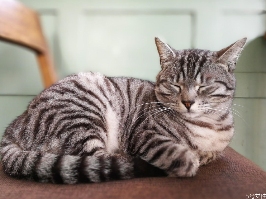 猫为什么晚上一直叫 猫晚上一直叫怎么解决