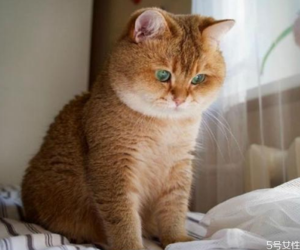 猫咪过胖会怎么样 猫咪太胖怎么减肥