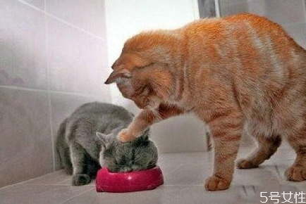 三个月小猫一天吃多少猫粮 幼猫粮30g是多少粒