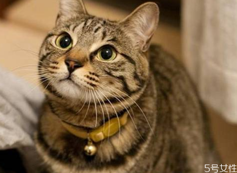 怎么确定母猫有没有怀孕 母猫怀孕的症状