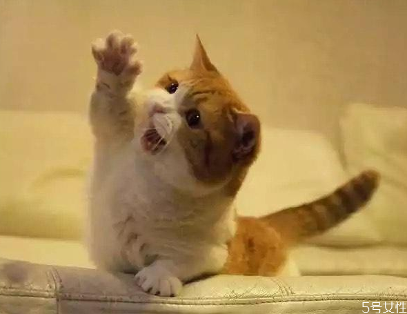 怎么确定母猫有没有怀孕 母猫怀孕的症状