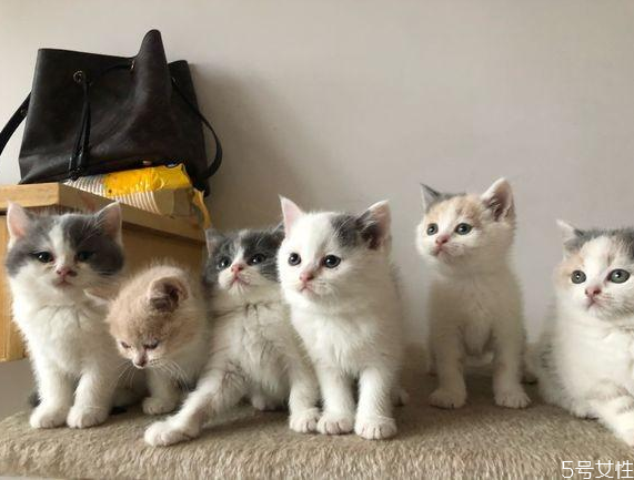 三个月的小猫能吃什么 三个月的小猫怎么养