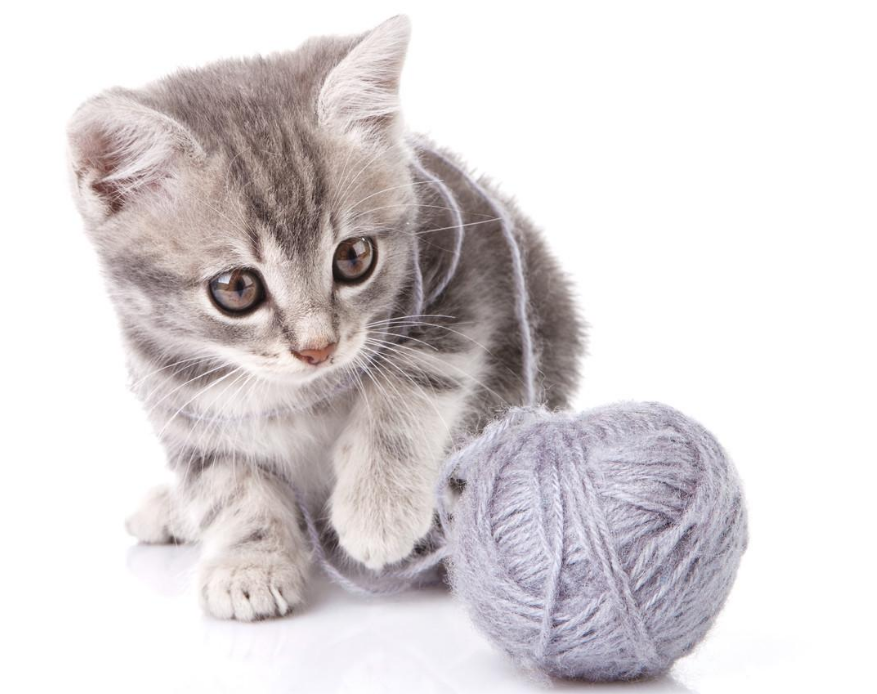 猫为什么晚上一直叫 猫晚上一直叫怎么解决