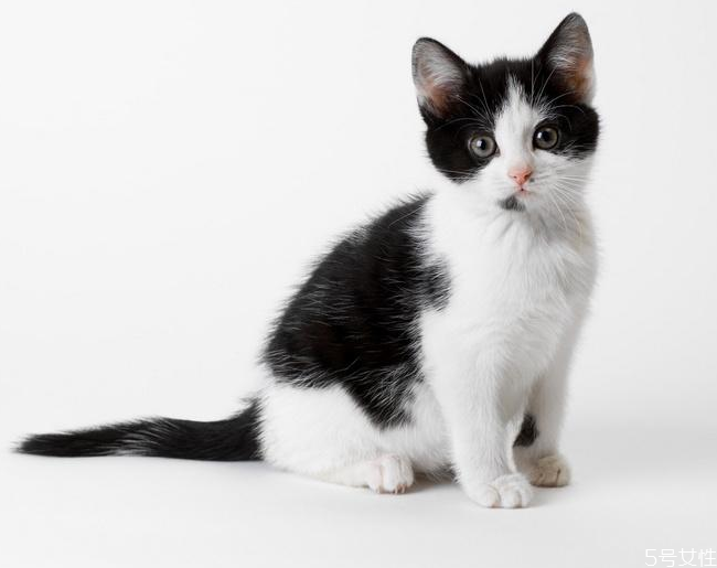 猫为什么晚上一直叫 猫晚上一直叫怎么解决