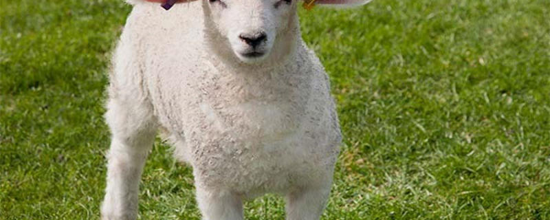 laine和wool的区别 laine wool是什么意思  