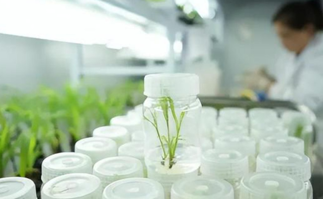 今年24种本科新专业纳入招生，生物育种技术是什么 