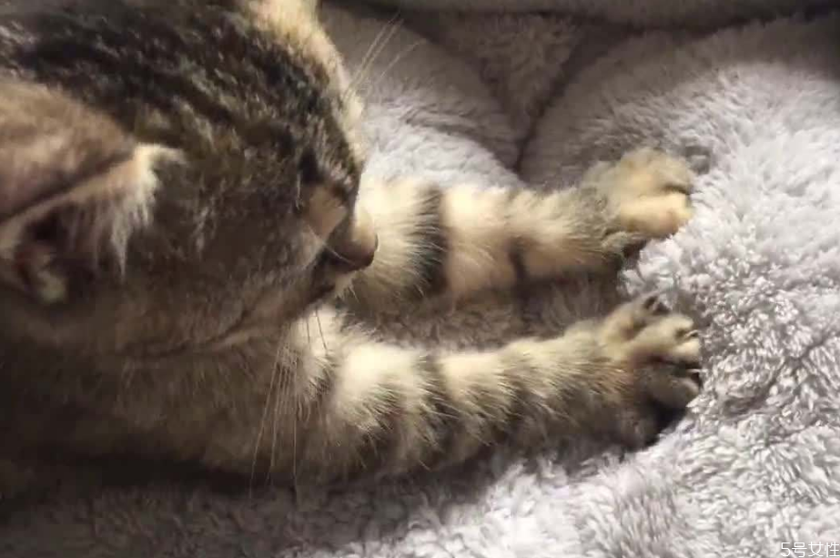 猫咪踩奶是什么意思 猫咪一边呼噜一边踩奶