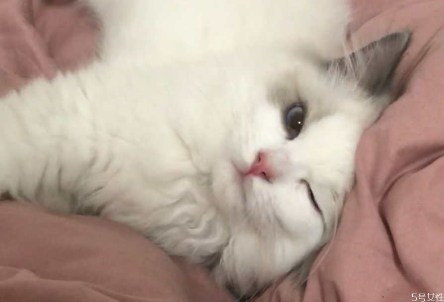 猫咪踩奶是什么意思 猫咪一边呼噜一边踩奶