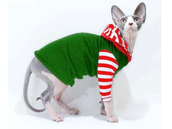 猫咪冬天需要穿衣服吗 猫咪穿衣服有影响吗