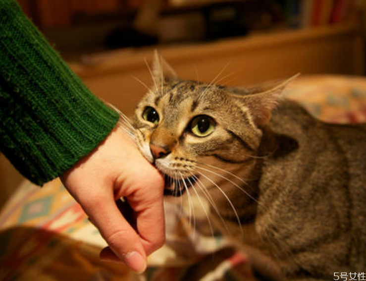 猫咬了得狂犬病的概率 被猫咬了没打针死亡率