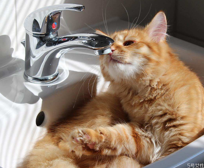 猫为什么不爱喝水 怎么引导猫咪多喝水
