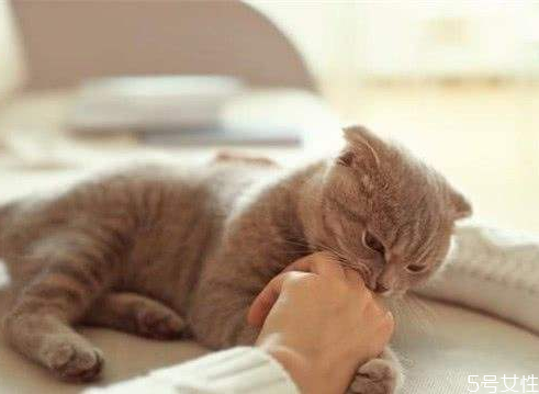 猫咪咬主人手代表什么 猫咪咬完又舔我什么意思