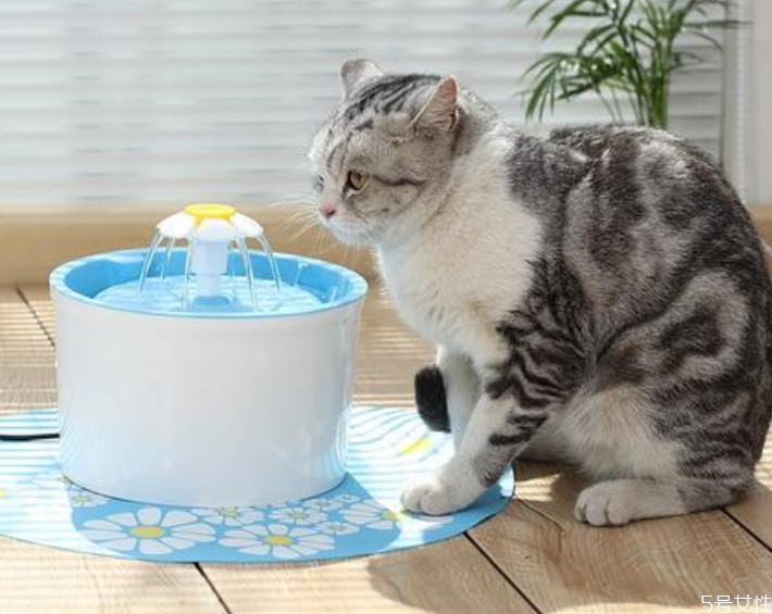 猫为什么不爱喝水 怎么引导猫咪多喝水