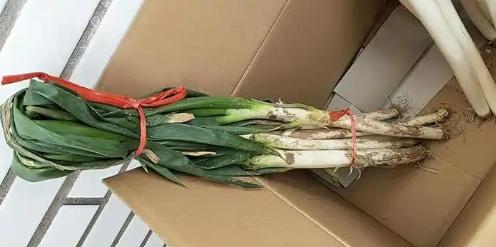 冬季如何储存大葱 教你3个好方法，大葱不黄不烂不空心 