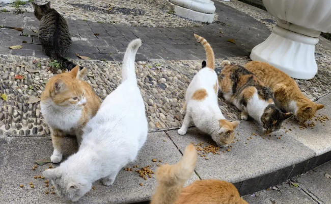 小区流浪猫管理难，如何有效有温度 