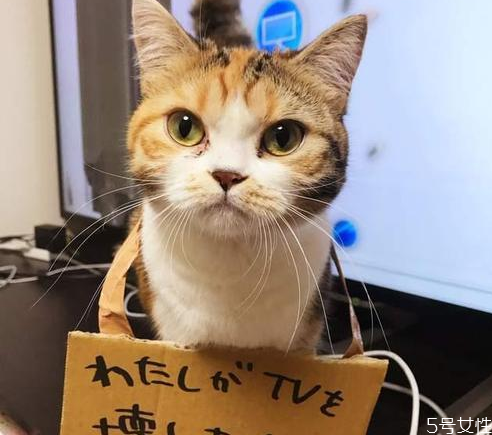 对猫最有效的惩罚 猫的道歉方式