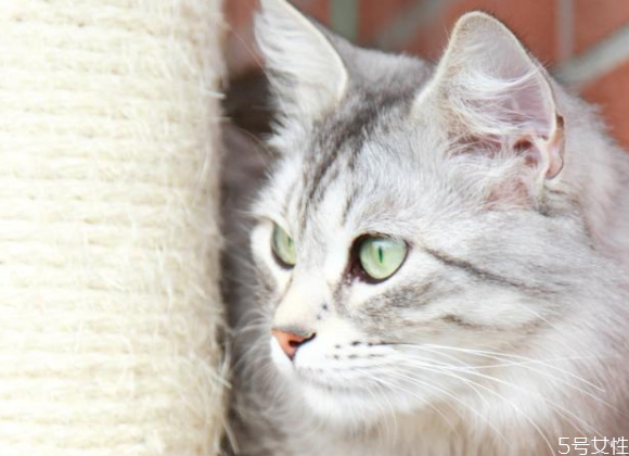 对猫最有效的惩罚 猫的道歉方式