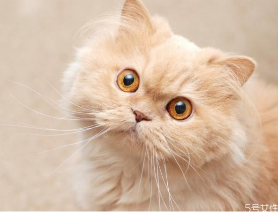 对猫最有效的惩罚 猫的道歉方式