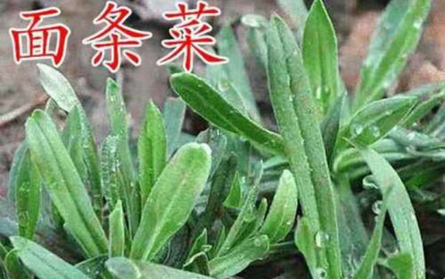 吃面条菜有什么好处和坏处，面条菜有哪些功效 