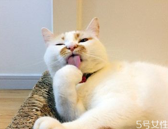 猫一年会发多少次情 猫发情的征兆