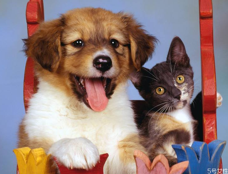 养猫一个月多少钱 养猫费钱还是养狗费钱