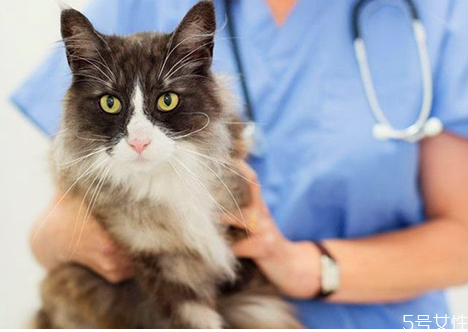 猫一年会发多少次情 猫发情的征兆