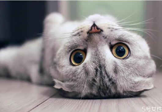 养猫一个月多少钱 养猫费钱还是养狗费钱