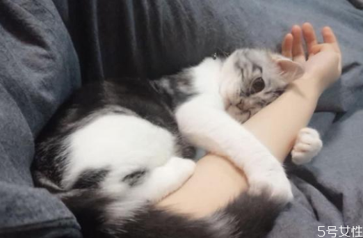 猫一到晚上就开始叫 怎么对付猫晚上叫