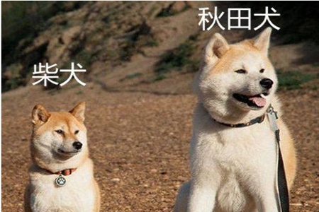 秋田柴犬对比图片